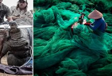 الصور الفائزة بجوائز Environmental Photographer of the Year لعام 2019