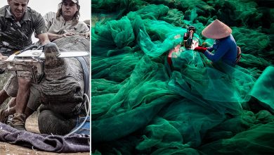 الصور الفائزة بجوائز Environmental Photographer of the Year لعام 2019