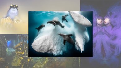 الصور الفائزة في مسابقة Underwater Photographer of the Year 2020